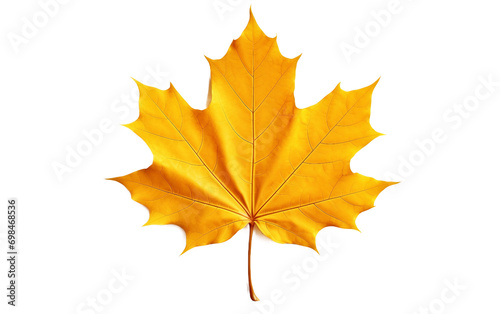 The Symbolic Maple Leaf isolated on transparent Background
