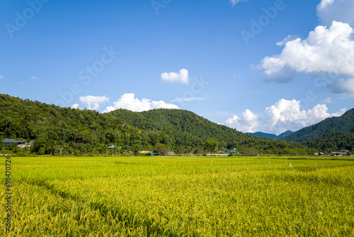 The green and yellow rice fields in the green mountains, Asia, Vietnam, Tonkin, Dien Bien Phu, in summer, on a sunny day. © Florent