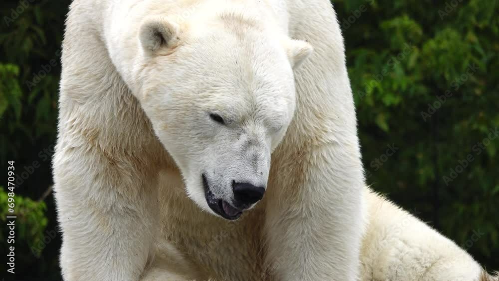 polar bear sweltering from the heat against the backdrop of the forest polar bear sweltering from the heat against the backdrop of the forest