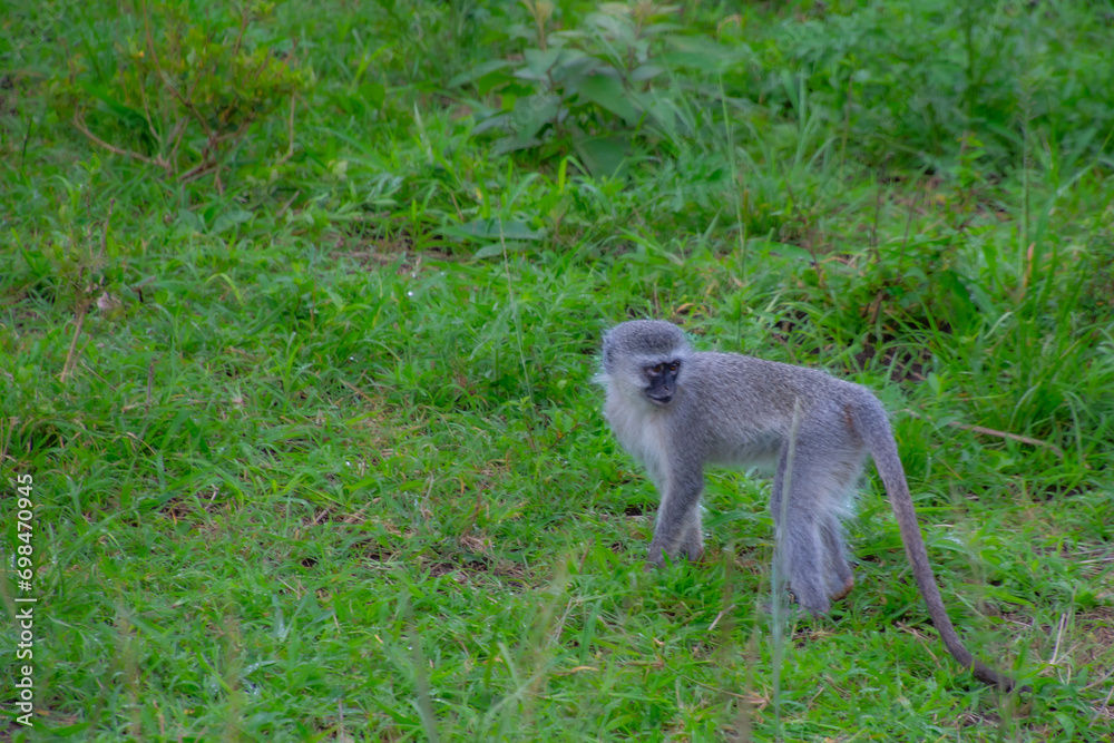 Pretty specimen of wild vervet monkey in the nature of South Africa