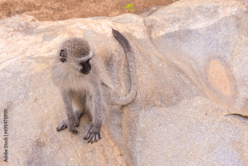 Pretty specimen of wild vervet monkey in the nature of South Africa