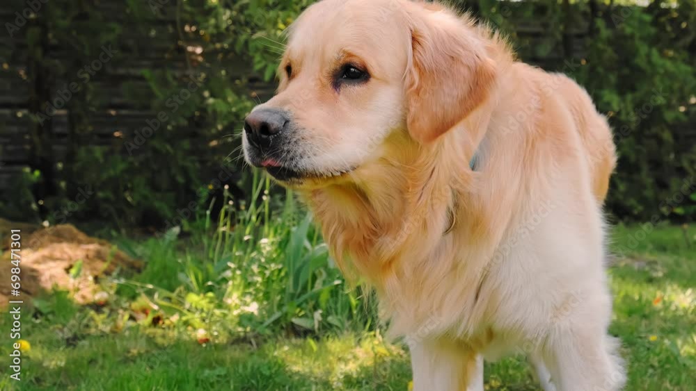 The golden retriever dog chewing something during walking in backyard. Domestic pet eating green grass healthy fiber in the garden. The kindest purebred dog breed. Natural food nutrition concept. 4K