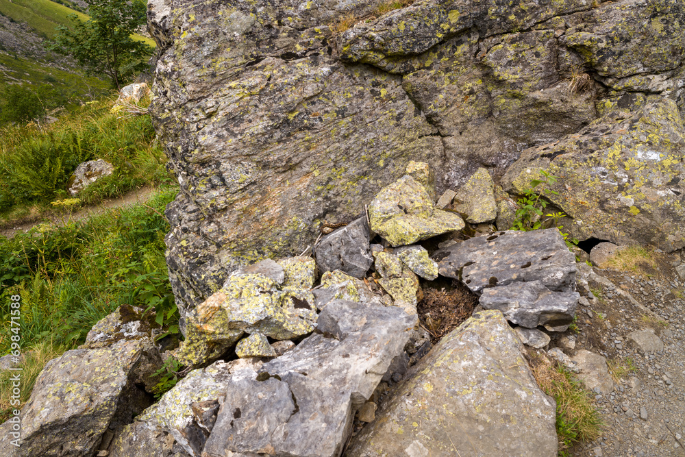 A snake on a stone in the countryside in the mountains , Europe, France, Occitanie, Hautes-Pyrenees, in summer on a sunny day.