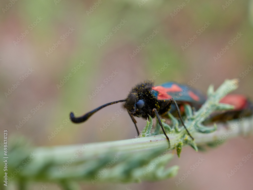 Fototapeta premium Black and red moths copulating on the stem of a plant. Zygaena sarpedon