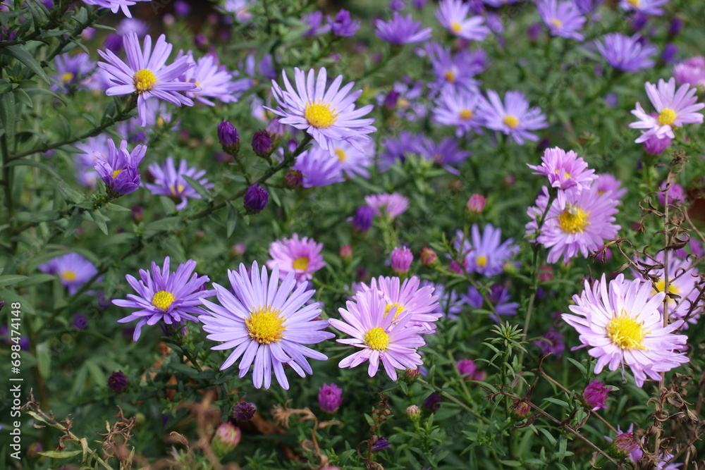 Violet and pink flowers of Michaelmas daisies in October Violet and pink flowers of Michaelmas daisies in October