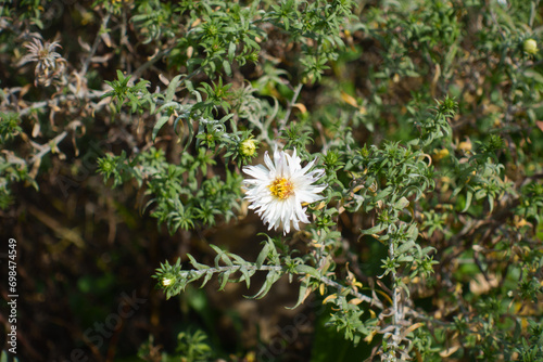 1 white flower head of heath aster in mid September photo