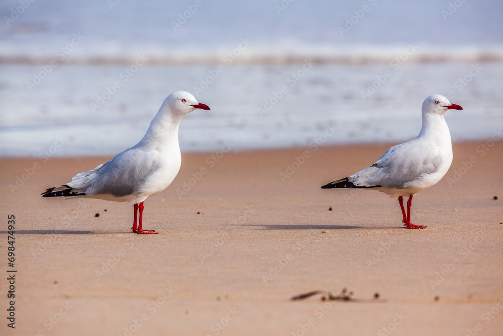 Fototapeta premium Two Silver Gulls (Chroicocephalus novaehollandiae) on a beach in Western Australia 