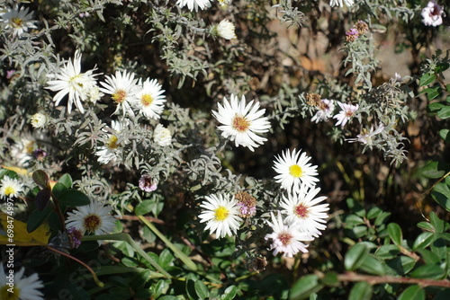 Close shot of white flowers of heath aster in mid October photo