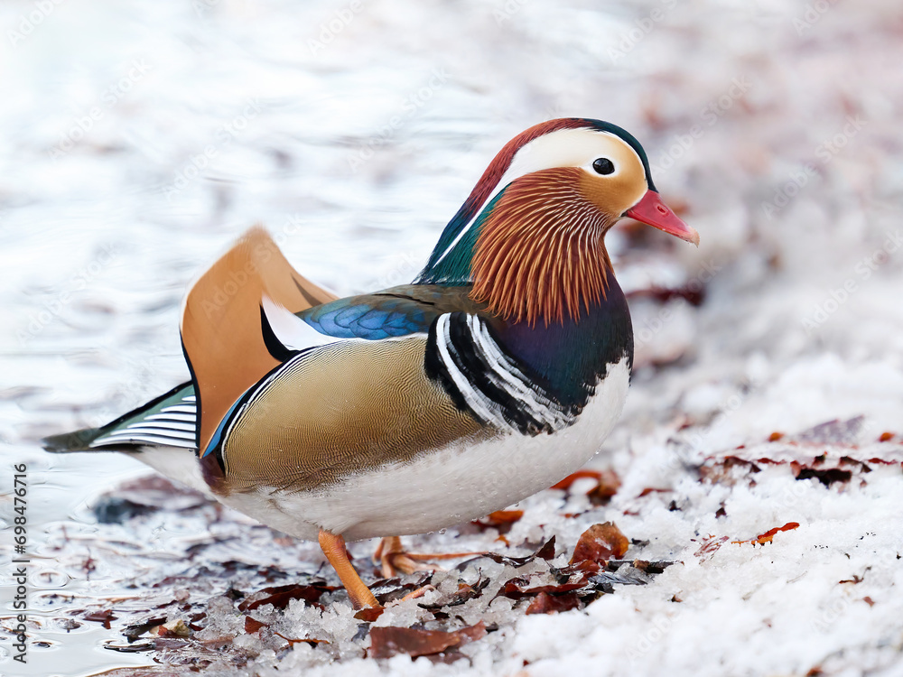 Mandarin duck (Aix galericulata) Mandarin duck (Aix galericulata)