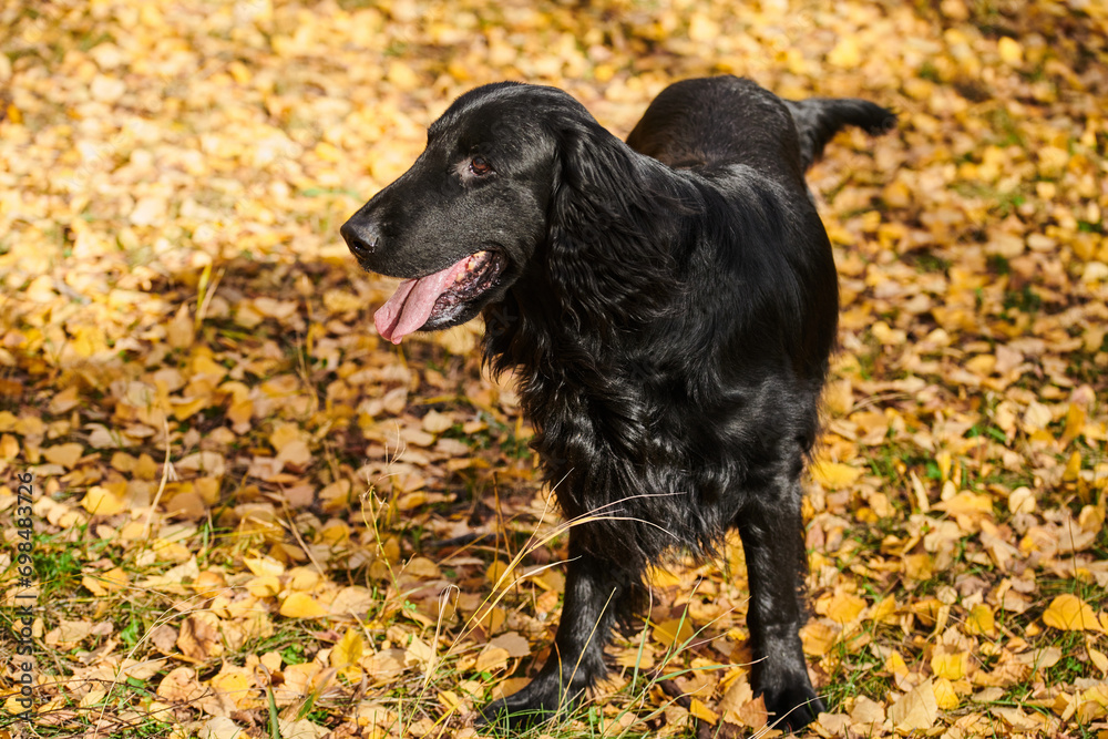 Portrait of black flat-coated retriever walking and playing in the autumn park, purebred dog against the backdrop of urban nature