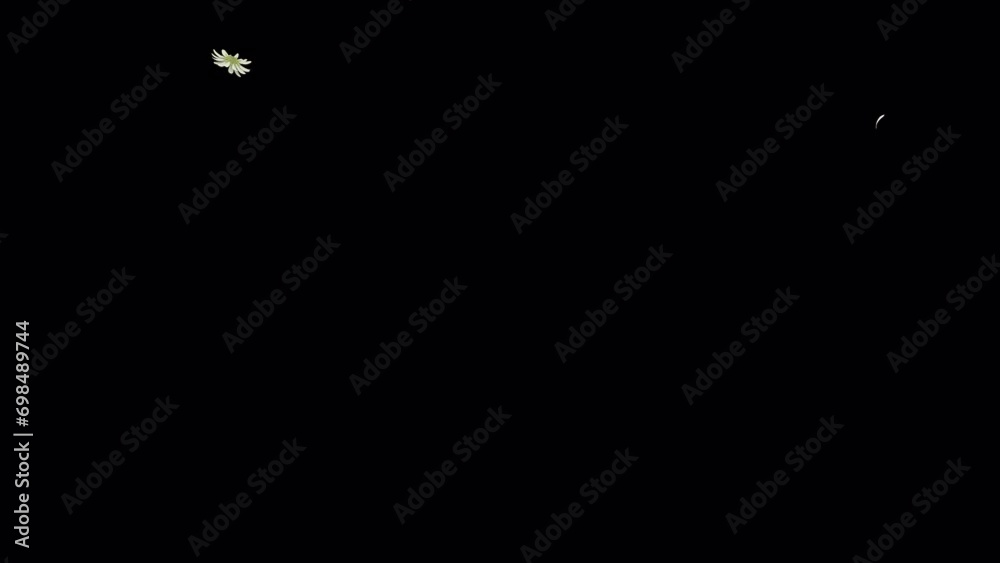 Daisy Flower Falling on Alpha Channel. Daisy flower falling with alpha channel you can place on footage or background and easier to change color.