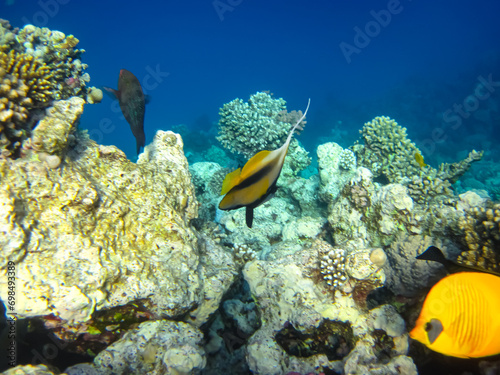 Heniochus intermedius in the expanses of the coral reef of the Red Sea