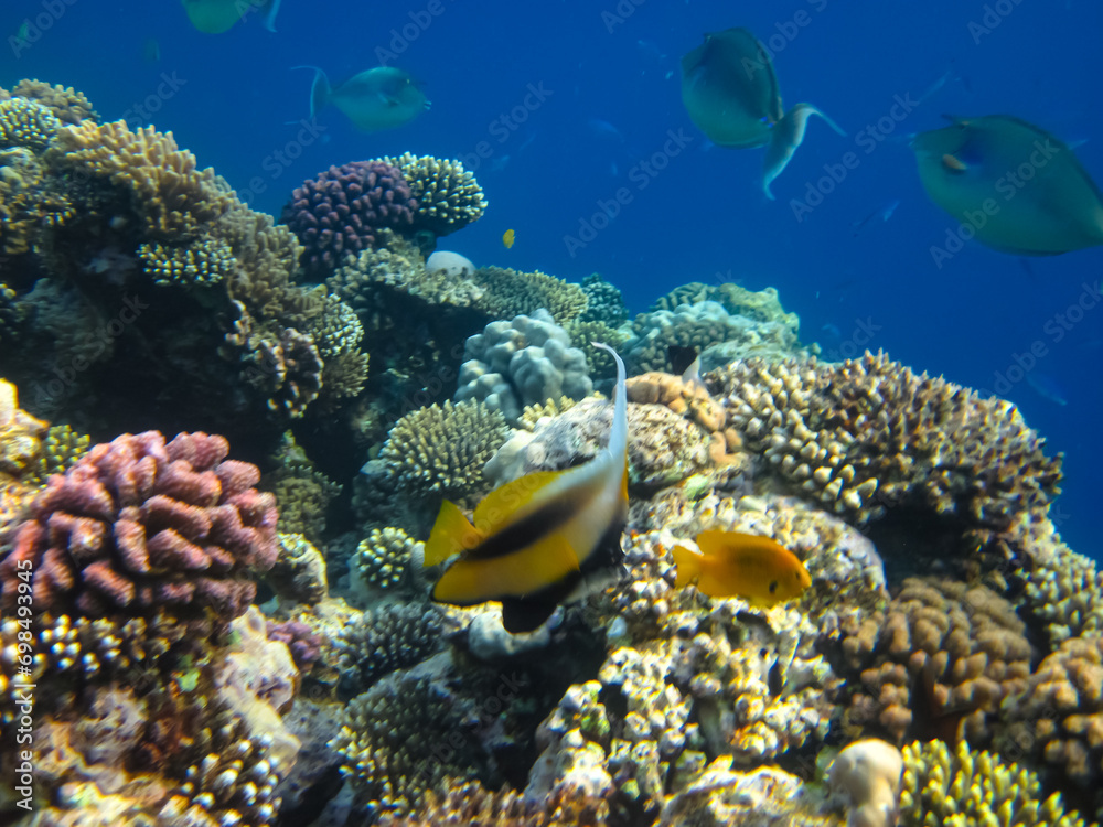 Heniochus intermedius in the expanses of the coral reef of the Red Sea Heniochus intermedius in the expanses of the coral reef of the Red Sea
