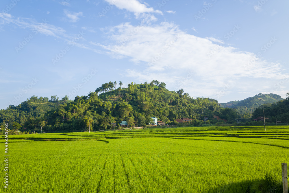 The green rice fields in the verdant countryside, Asia, Vietnam, Tonkin, Na San, in summer on a sunny day. The green rice fields in the verdant countryside, Asia, Vietnam, Tonkin, Na San, in summer on a sunny day.