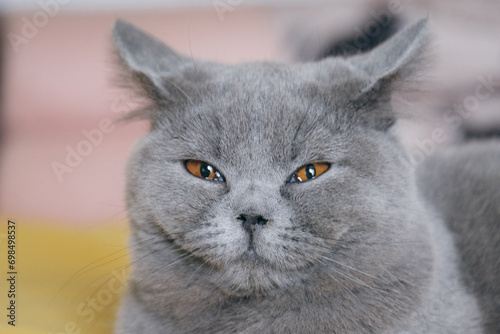 close up portrait of a cat