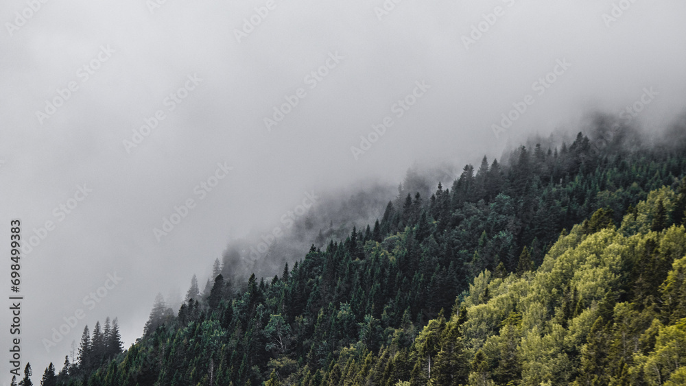  A beautiful landscape. Beautiful green trees in the cloud. Fog over the forest.