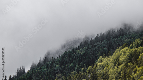  A beautiful landscape. Beautiful green trees in the cloud. Fog over the forest.