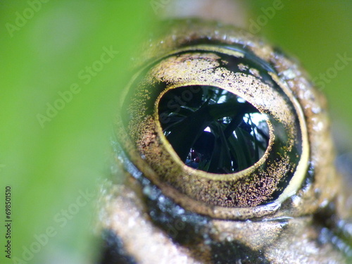 Mcro del ojo  de un anfibio photo