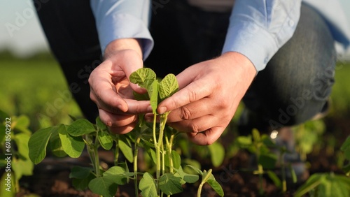 agronomist engineer examines small green sprouts field sunset. business green seedlings field. agriculture, close-up hand touching green seedling sunset, business farmer hand touching covered leaves photo