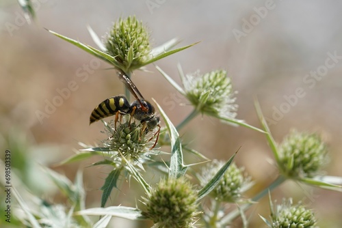 Closeup shot of a Mediterranean Stizus ruficornis wasp on green eryngium campestre plant photo