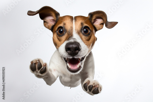 Terrier Chic: Jack Russell Terrier Poses Against a Solid Background