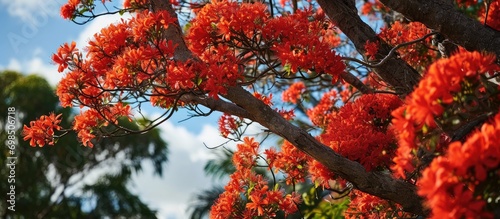 Blooming Illawarra Flame Tree. photo