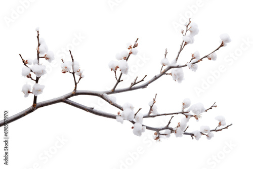 Frosty Branch Isolated On Transparent Background