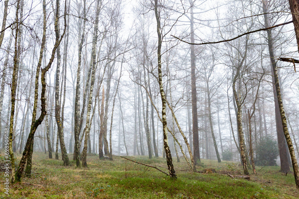 Birch tree forest in Dutch moorland landscape with grassy pasture and thick mist fog in the background. Winter wonderland weather conditions.