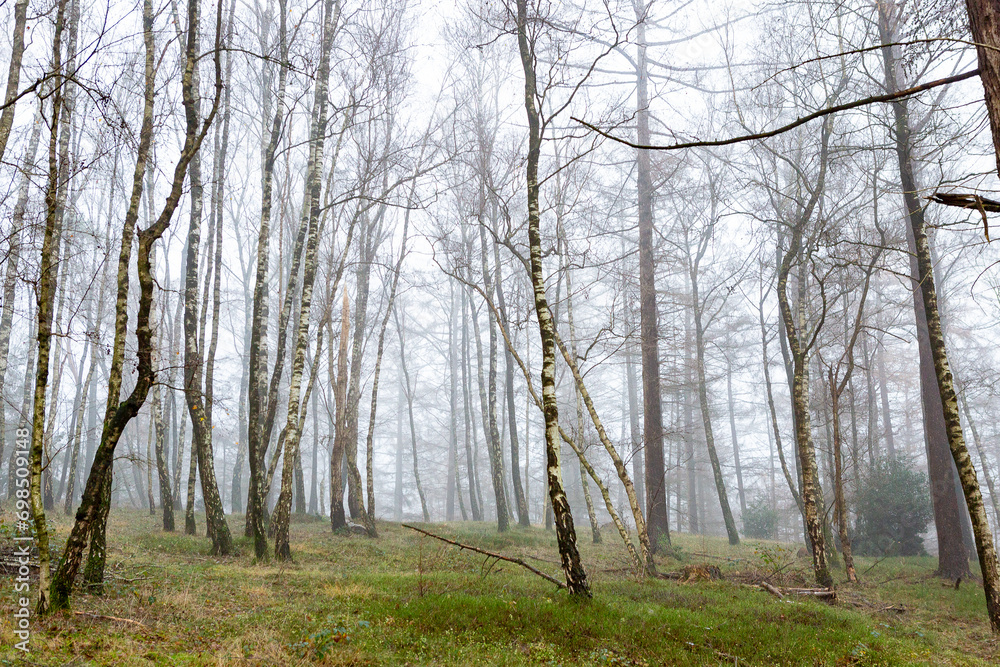 Obraz premium Birch tree forest in Dutch moorland landscape with grassy pasture and thick mist fog in the background. Winter wonderland weather conditions.