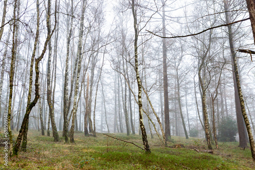 Birch tree forest in Dutch moorland landscape with grassy pasture and thick mist fog in the background. Winter wonderland weather conditions.