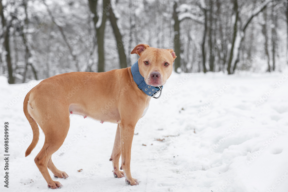 Cute ginger dog in snowy park, space for text