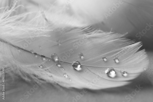 Fluffy white feather with water drops on light background, closeup