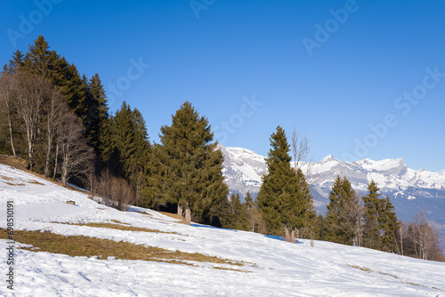 The fir forests of the Mont Blanc massif in Europe, France, Rhone Alpes, Savoie, Alps, in winter, on a sunny day.