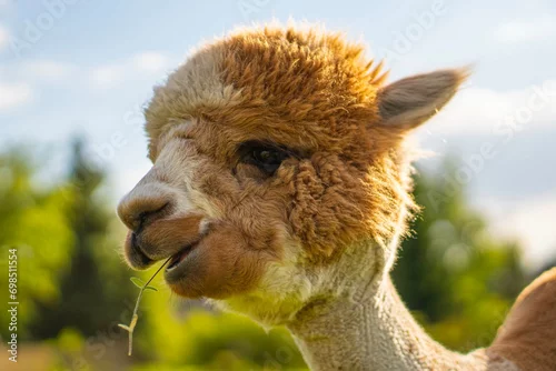 Fototapeta samoprzylepna alpaca