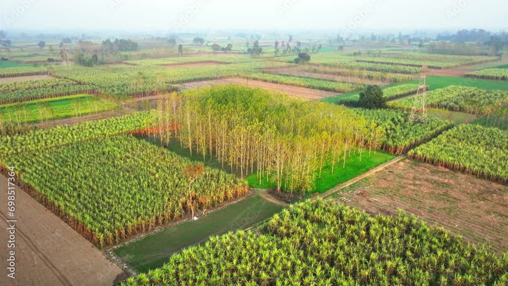 drone view of Poplar tree farm in multi crop farm with sugarcane and wheat crops in Uttar Pradesh, India. Timber farming in India. Carbon sequestration by agroforestry in India.
