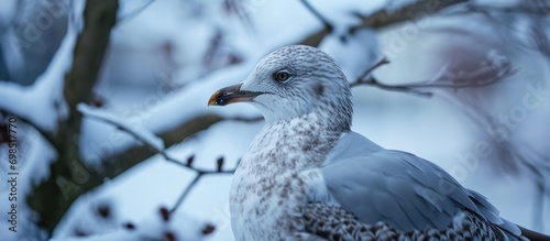 Winter seagull near tower.