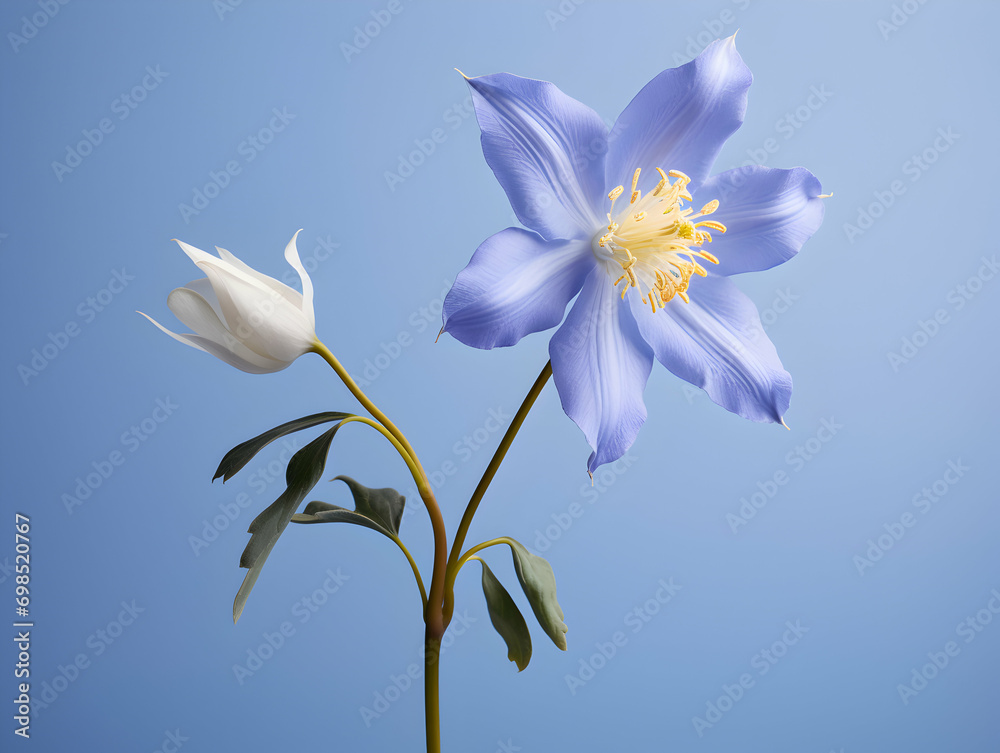 Columbine flower in studio background, single Columbine flower, Beautiful flower, ai generated image Columbine flower in studio background, single Columbine flower, Beautiful flower, ai generated image