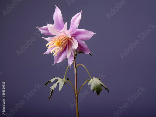 Columbine flower in studio background  single Columbine flower  Beautiful flower  ai generated image