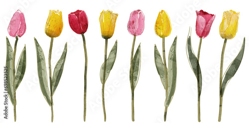 Pink and yellow tulip set. Watercolor digitally hand painted PNG transparent illustration #698523525