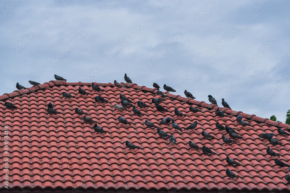 Many pigeons perched on roofs cause dirt and become a breeding ground for disease causing bacteria.