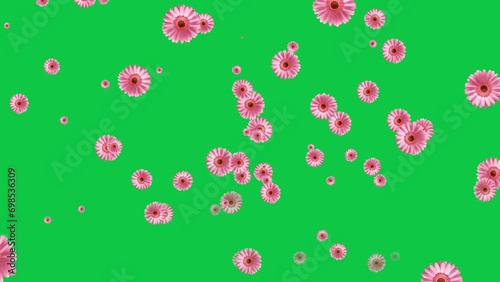 light pink flower falling green screen video 