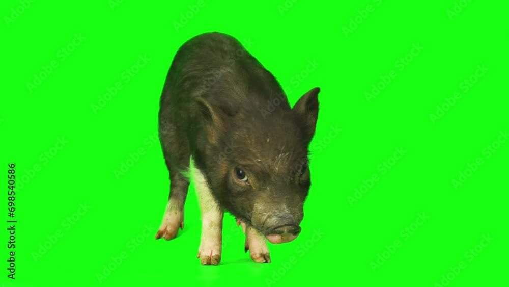 pig piglet isolated on green background screen pig piglet isolated on green background screen