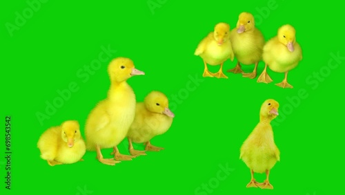 Duckling yellow set isolated on green background screen