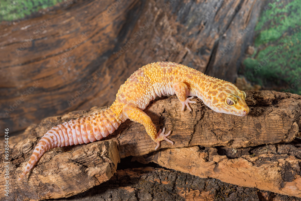 Fototapeta premium Eublepharis macularius. leopard gecko isolated on a wood background.