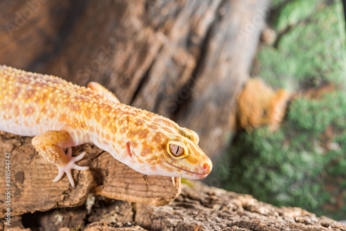 Portrait of leopard gecko. Eublepharis macularius isolated on a wood background.