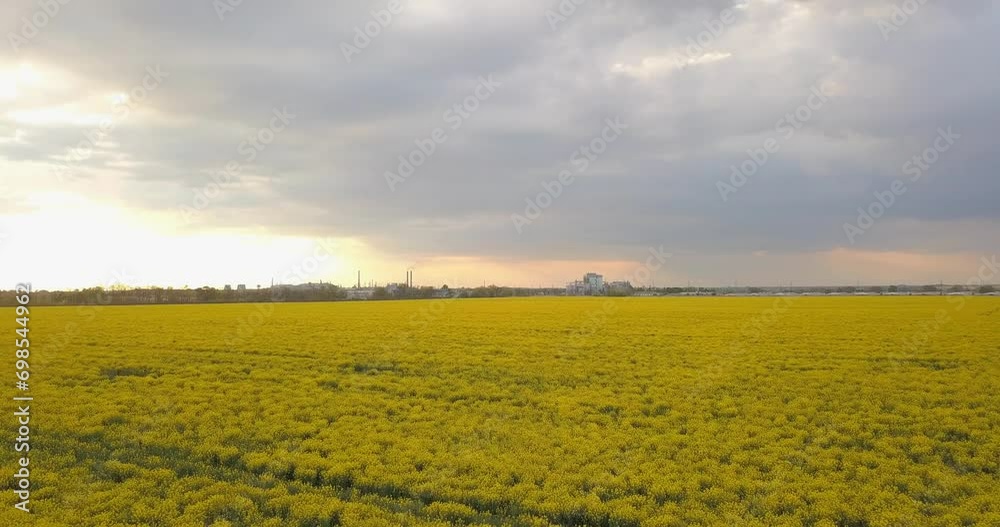 Evening flight over the yellow rape field in spring Evening flight over the yellow rape field in spring