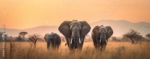 background of elephants in the grassland in the afternoon photo