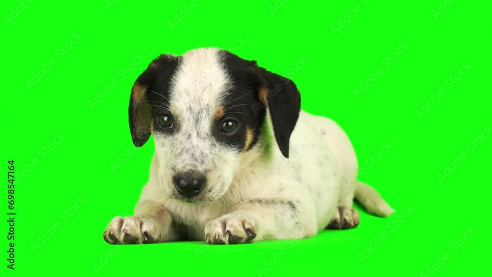 puppy dog isolated on green background screen puppy dog isolated on green background screen