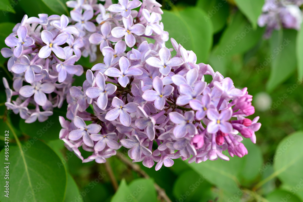 cluster of common lilac with green leaves on background close up cluster of common lilac with green leaves on background close up