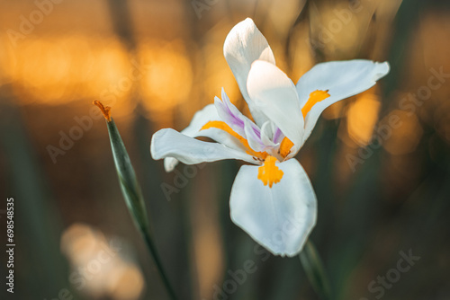 spring flowers